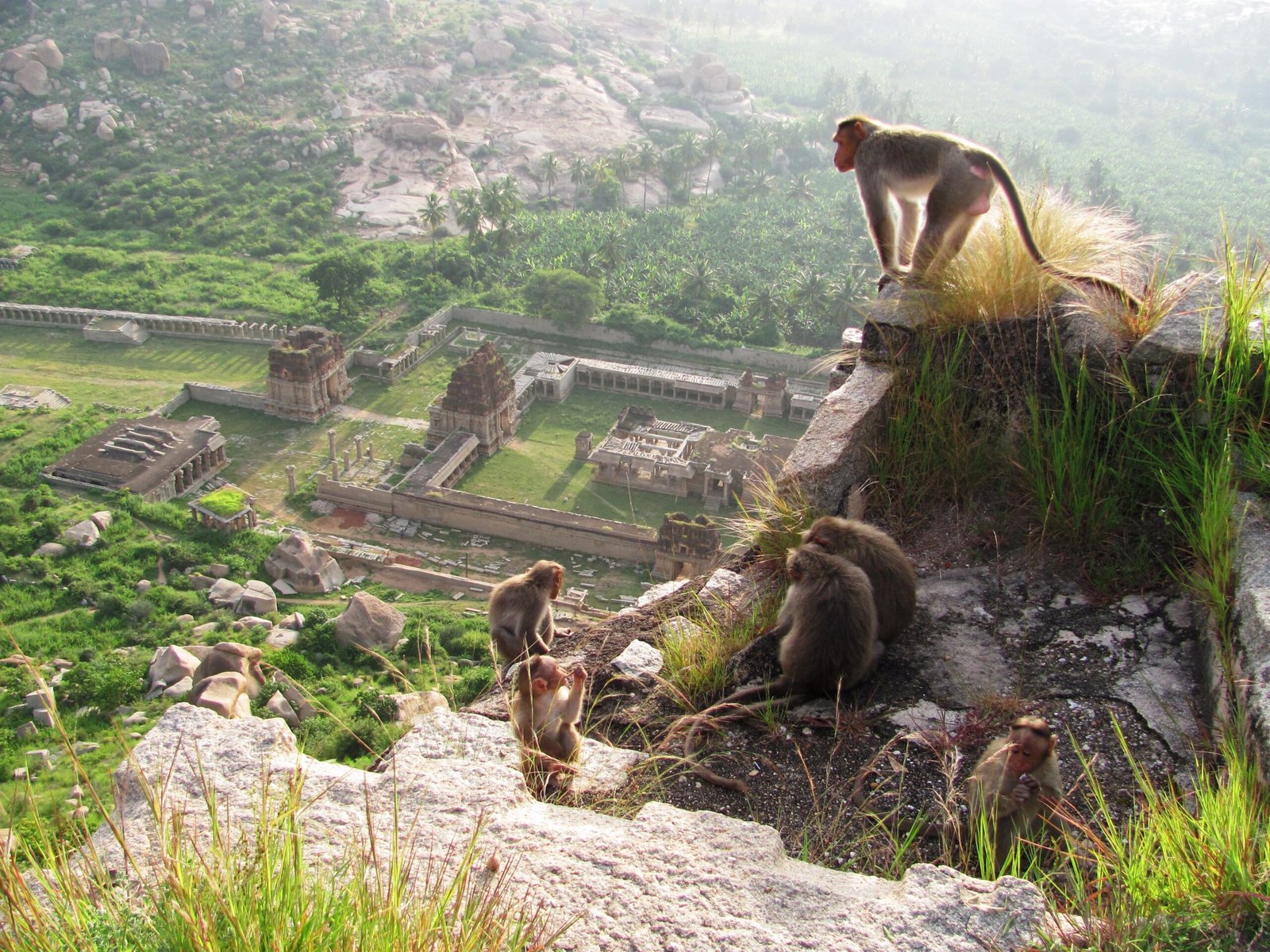 Monkeys in Hampi, Vijayanagara district, Karnataka, India (2009), vijayanagara
