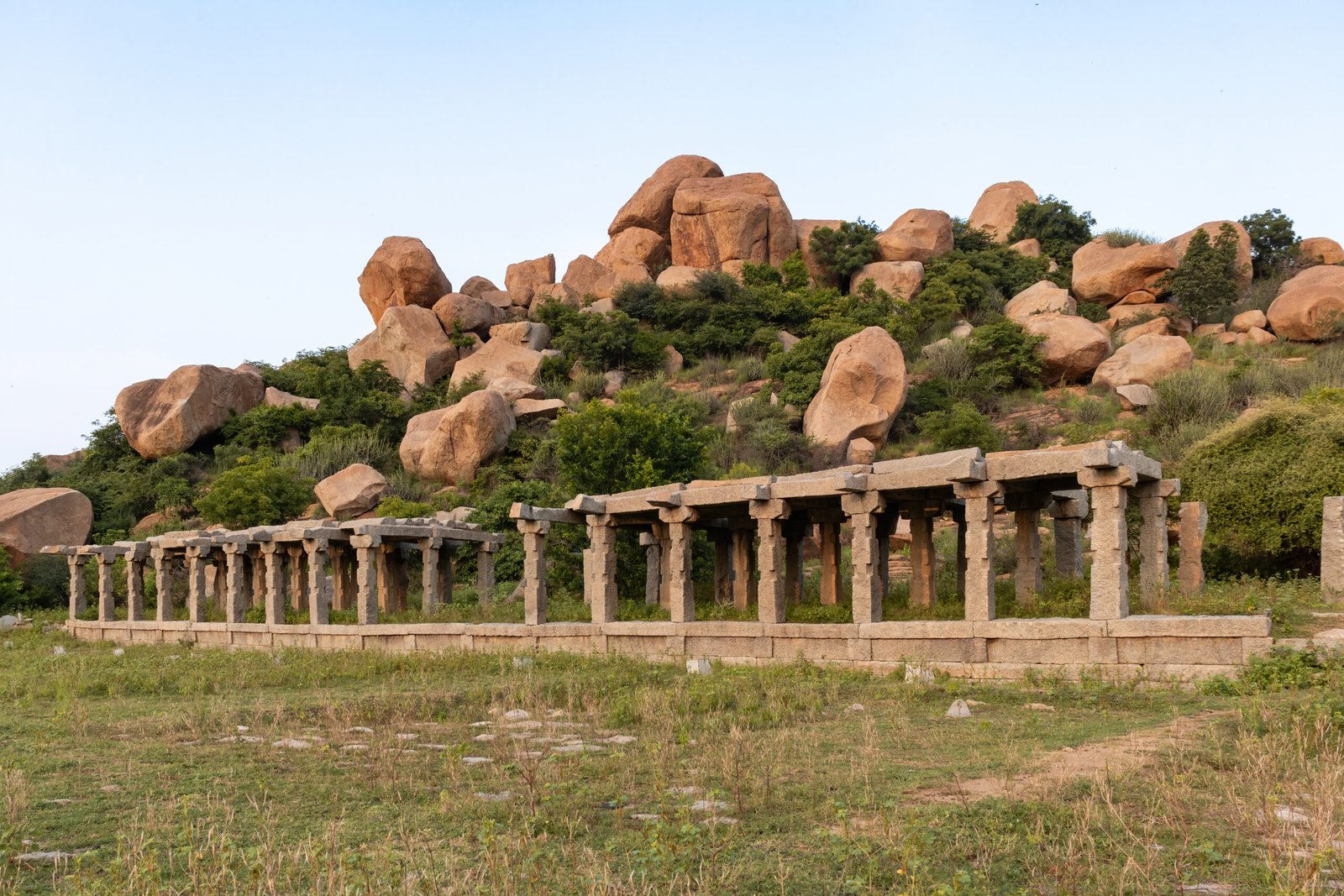 tree, vijayanagara