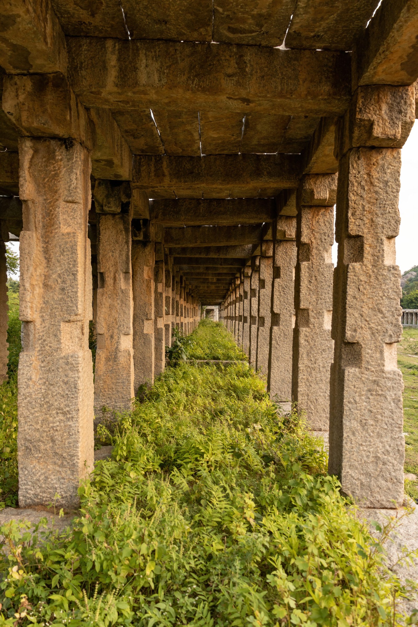tree, vijayanagara